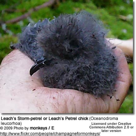 Leach’s Storm-petrel or Leach’s Petrel chick