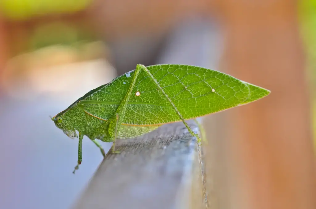 Leaf Insect What Eats Insects