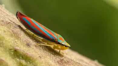 A Leafhoppers on the Leaf