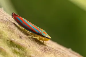 Leafhoppers of Canada and Alaska