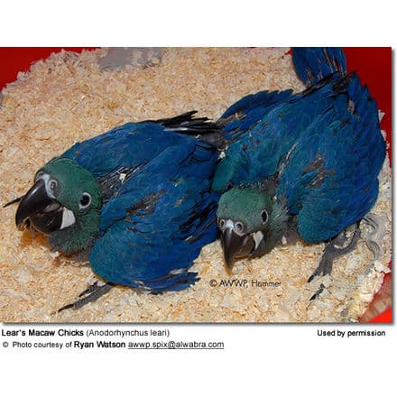 Two Lear's Macaw chicks with vibrant blue feathers are lying on a bed of wood shavings in a container, much like Grey-fronted Dove nests. They are nestled close together with dark beaks and greenish faces. Photo credit: Ryan Watson.