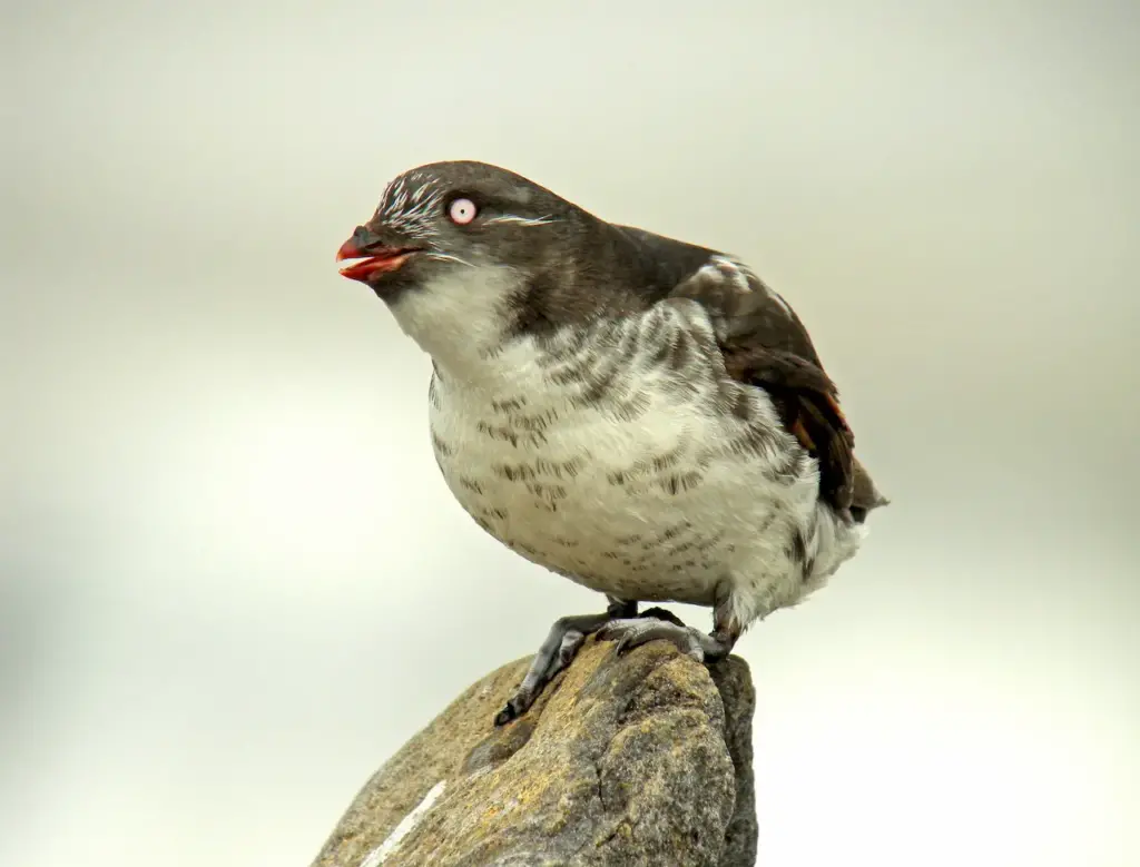 Least Auklet on a Rocks