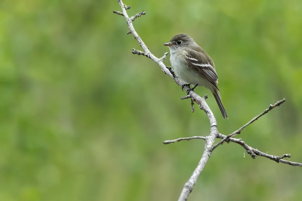 Least Flycatchers Image 