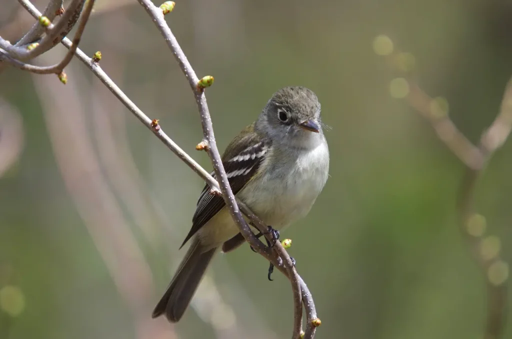 Least Flycatchers on a Thorn Tree 