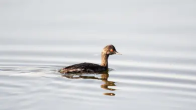 The Least Grebe On The Water