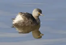 Least Grebes Floating in the Water