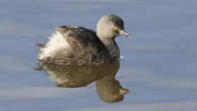 Least Grebes Floating in the Water