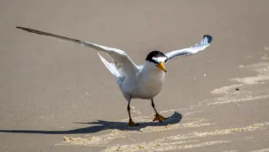 A Least Terns spreads its wings while walking in the sand.