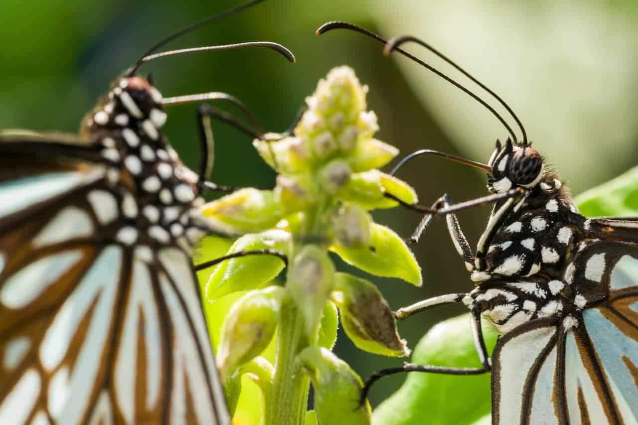 Lepidoptera Order Of The Moths And Butterflies