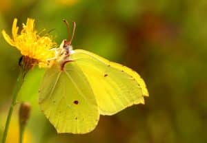 Brimstone butterfly color