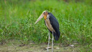 Lesser Adjutants on the Ground
