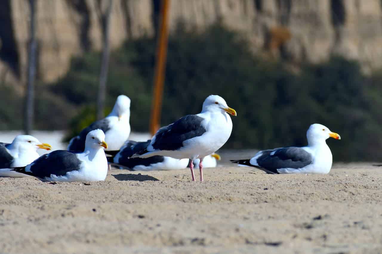 A Group Of Lesser Black-backed Gulls Resting In The Sand