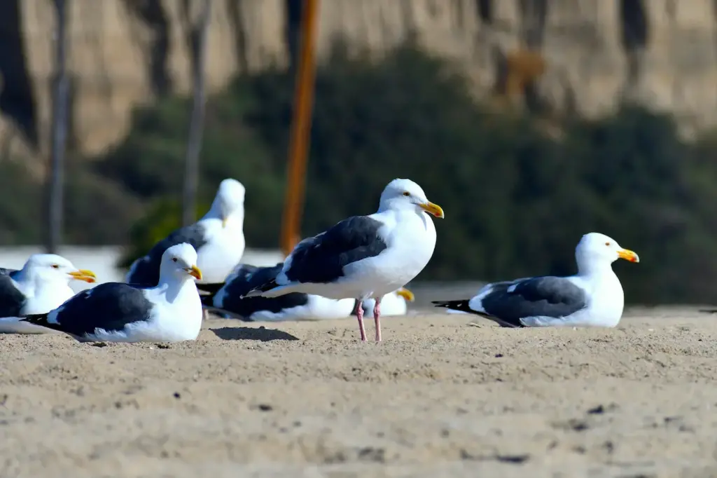 Grou of Lesser Black-backed Gulls on a Sand