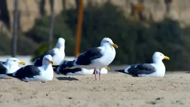 Grou of Lesser Black-backed Gulls on a Sand