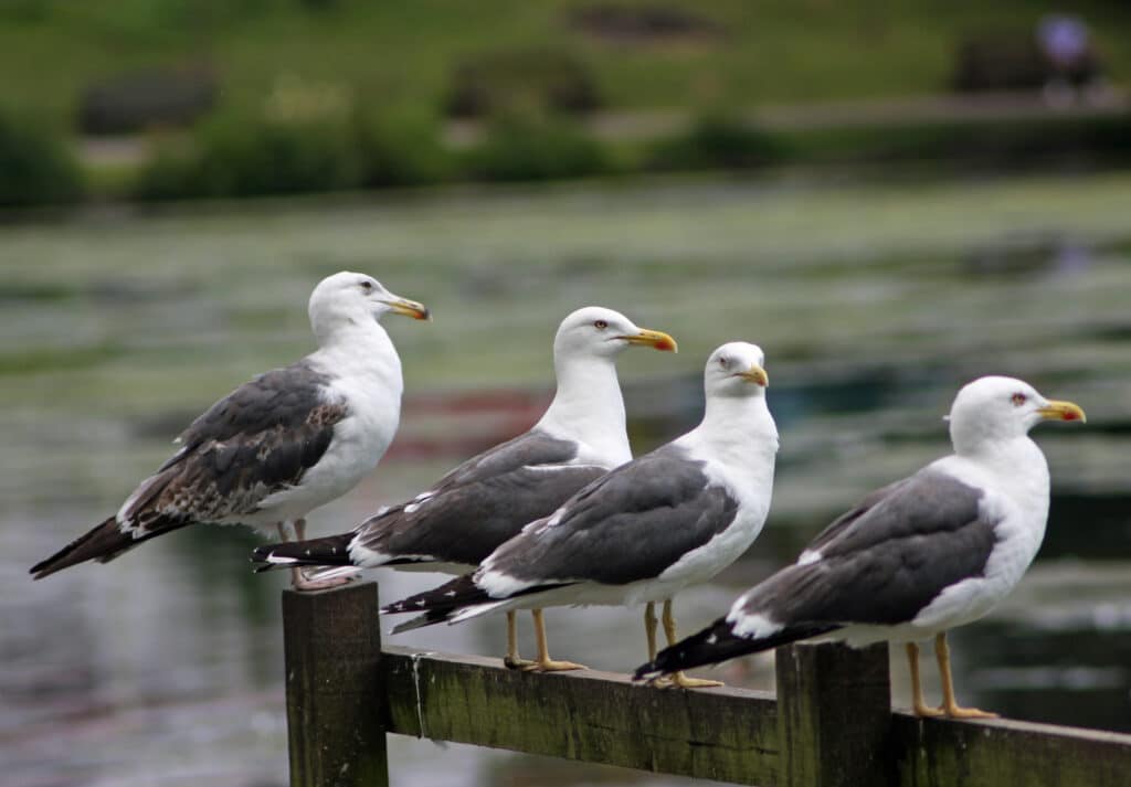 Lesser Black-backed Gulls