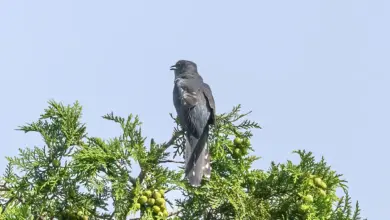 Lesser Cuckoos On The Top of Tree