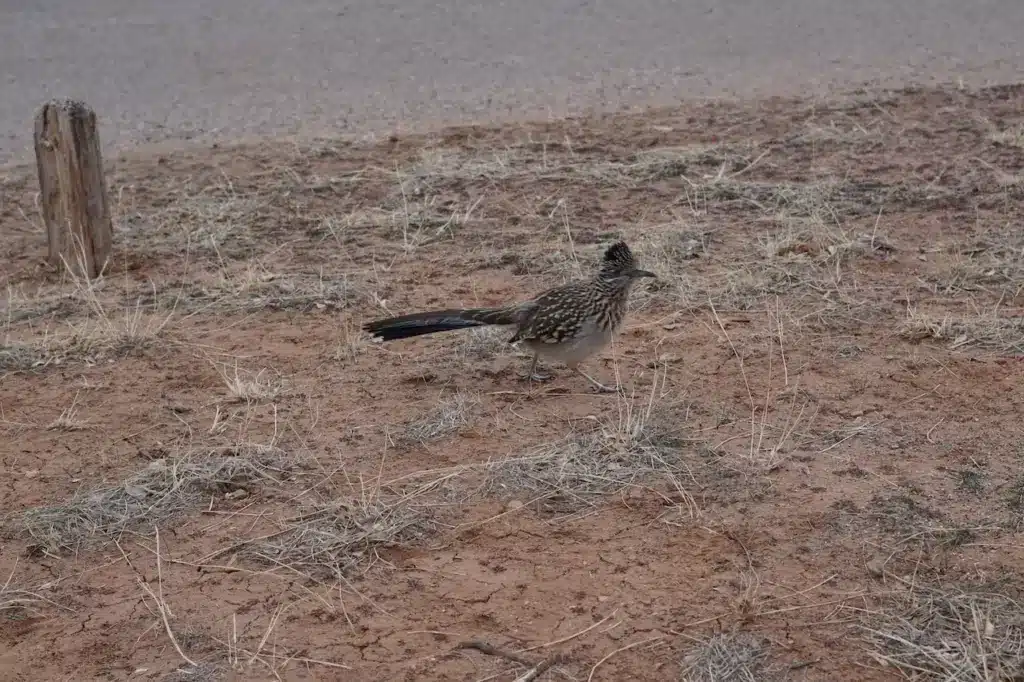 The Lesser Roadrunners Looking For Food