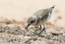 Lesser Sand-Plover Looking for Food