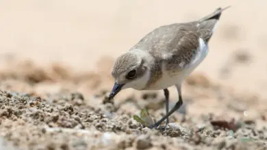 Lesser Sand-Plover Looking for Food