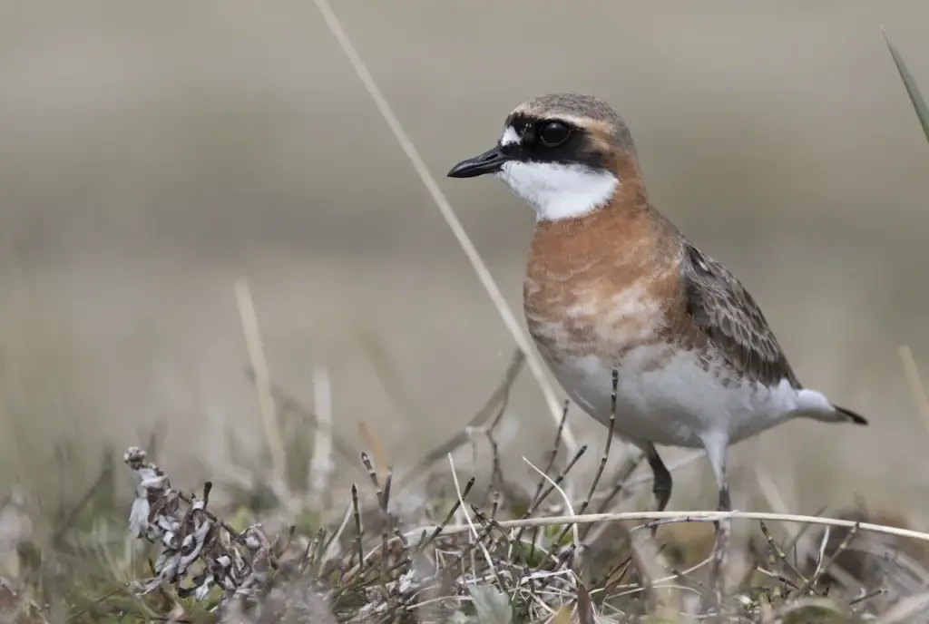 Lesser Sand Plover in the Ground 