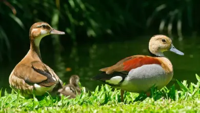 A Pair Lesser Whistling Ducks On the Grass