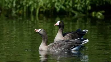 Two Lesser White-fronted Geese Floating on the Water