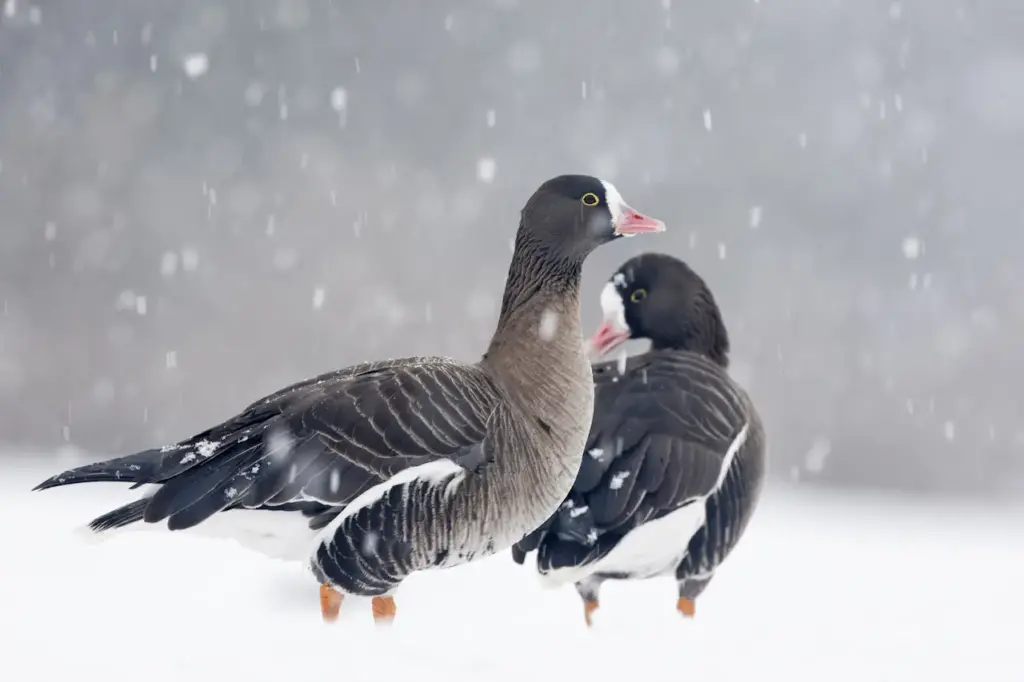 Lesser White-fronted Geese In The Snow 