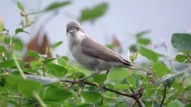 The Lesser Whitethroat on the Branch