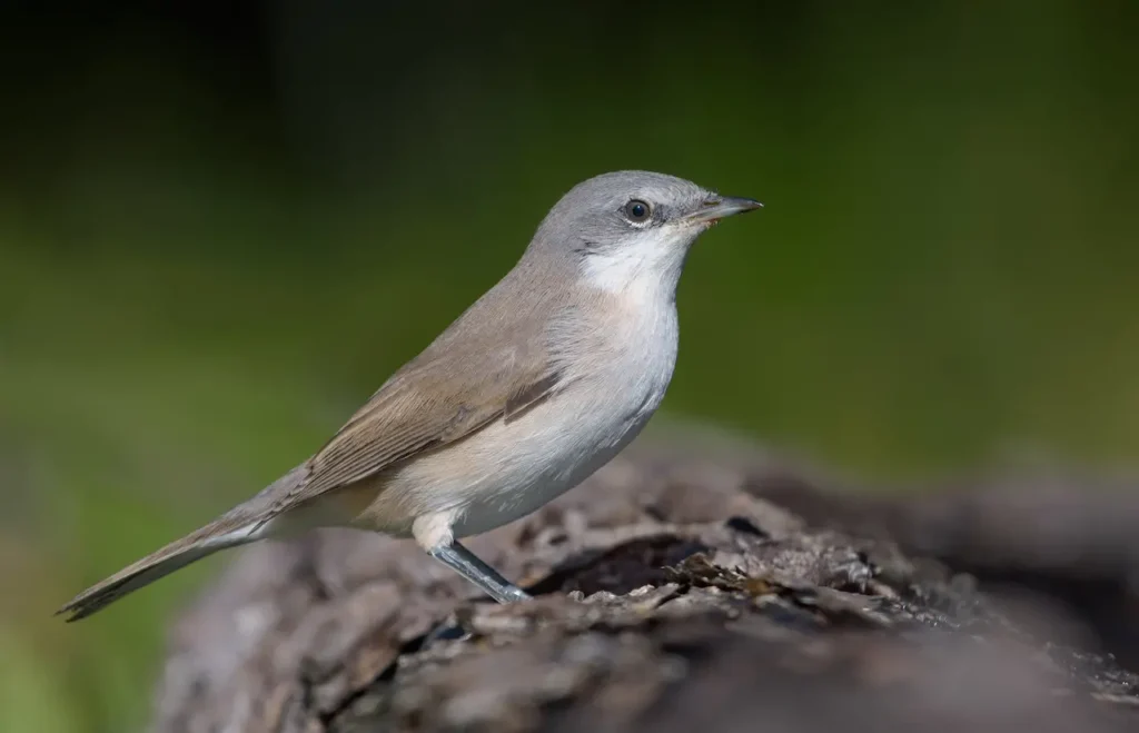 Lesser Whitethroat Warblers
