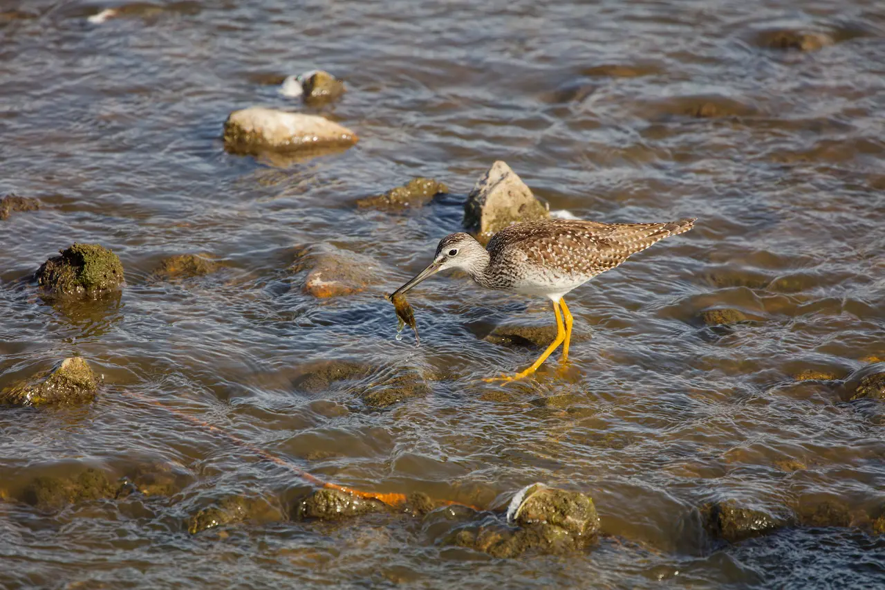 Lesser Yellowlegs