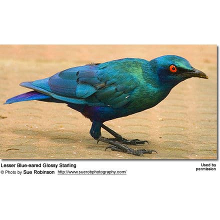 Lesser Blue-eared Glossy Starling (Lamprotornis chloropterus) - also known as Swainson's Green-tailed Glossy Starling