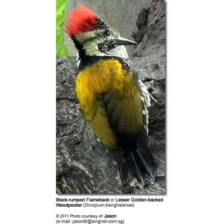 Black-rumped Flameback or Lesser Golden-backed Woodpecker (Dinopium benghalense)