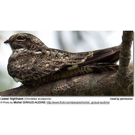 Lesser Nighthawk (Chordeiles acutipennis)