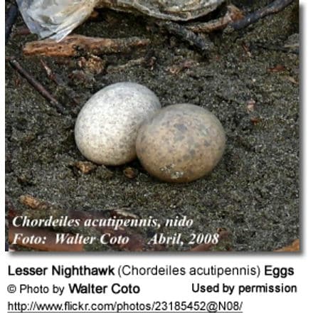 Lesser Nighthawk (Chordeiles acutipennis) Eggs 