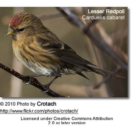 Lesser Redpoll (Carduelis cabaret)