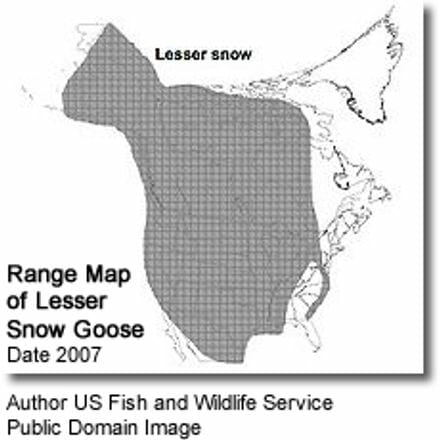 Range Map of Lesser Snow Goose