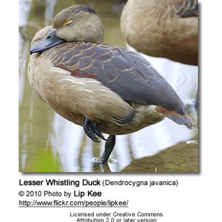 Lesser Whistling Duck (Dendrocygna javanica)