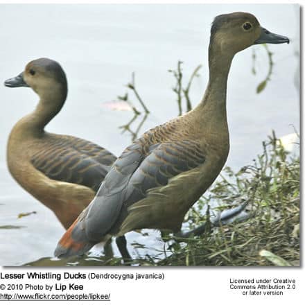 Lesser Whistling Ducks (Dendrocygna javanica)