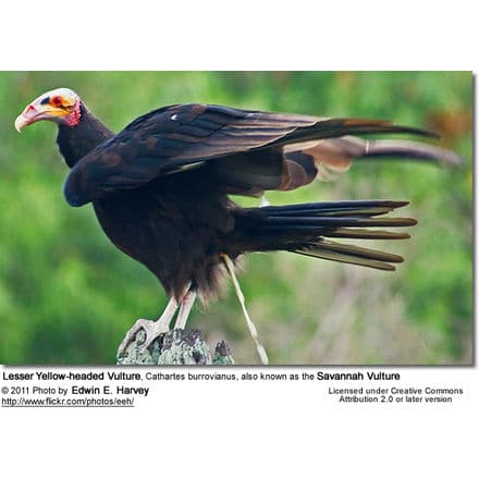 Lesser Yellow-headed Vulture, Cathartes burrovianus, also known as the Savannah Vulture