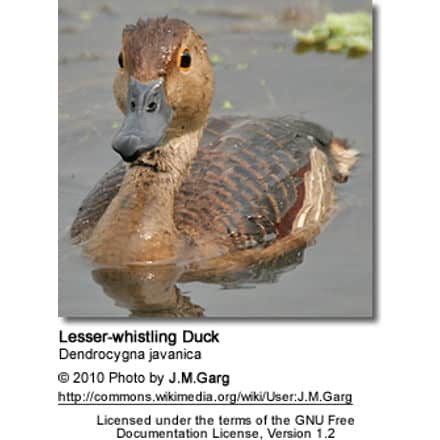 Lesser Whistling-duck (Dendrocygna javanica)- after bath