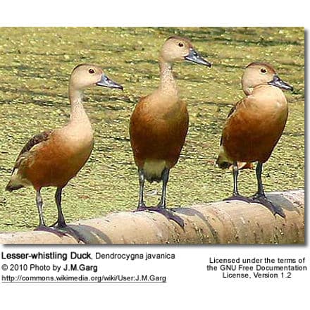 Lesser-whistling Duck, Dendrocygna javanica