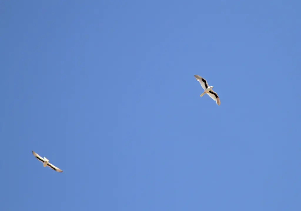 Letter-winged Kites is on Flight 