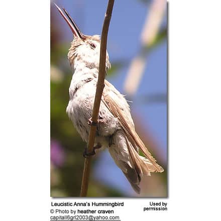 Leucistic Anna’s Hummingbird