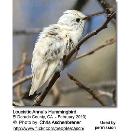Leucistic Anna's Hummingbird
