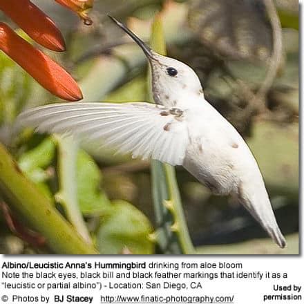 Albino/Leucistic Anna€™s Hummingbird drinking from aloe bloom