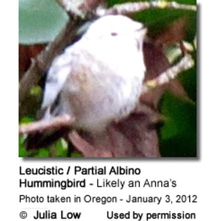 Leucistic / Partial Albino Hummingbird