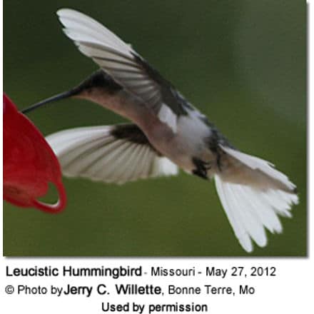 Leucistic Hummingbird - photo taken in Centerville, Reynolds County, Missouri - May 27,2012