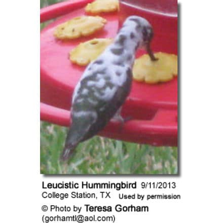 Leucistic Hummingbird in Texas