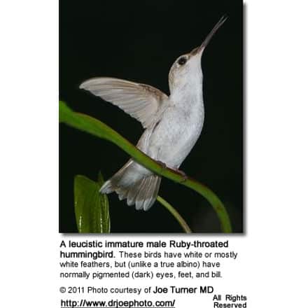 Leucistic Immnature Male Ruby-throated Hummingbird'