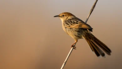 Levaillant's Cisticolas